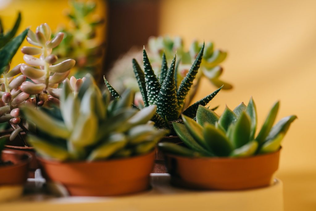 Mini succulent plant as a corporate gift